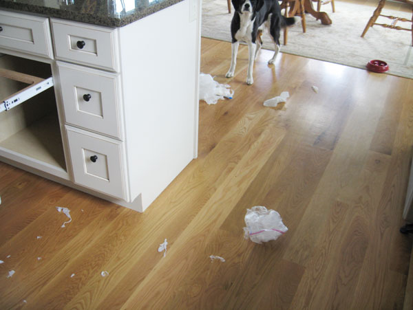 He is jealous that he never thought of helping himself to the good eats stored in the white bags.