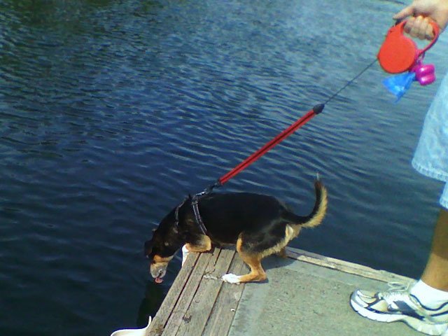 "Training" makes a dog thirsty.