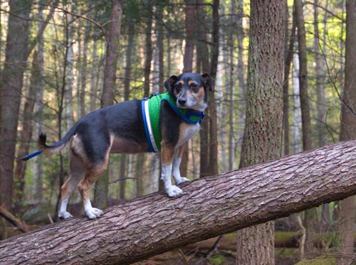 We climbed some trees