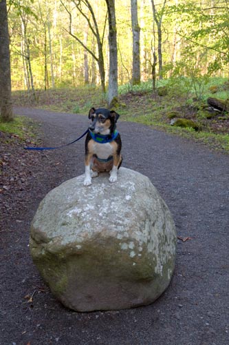 We did some rock climbing